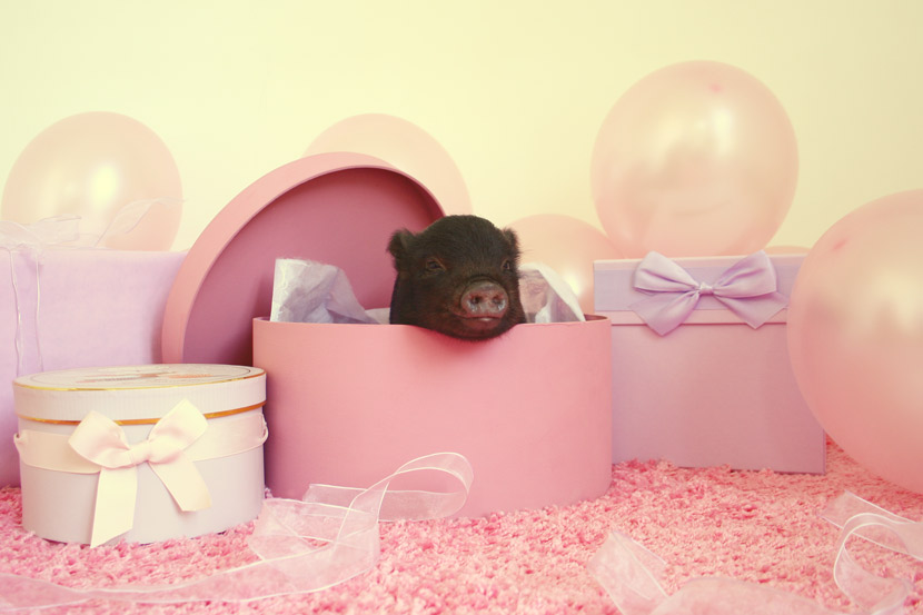 img_9083-olivia-poncelet-830x553